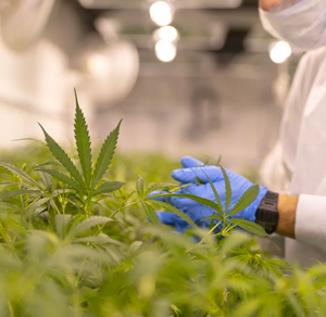 nl-marijuana